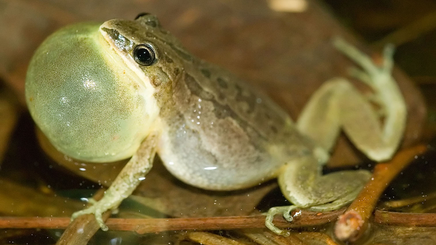upland chorus frog