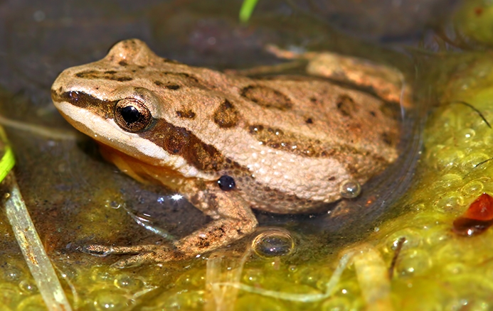 WAFTWesternChorusFrog-P5.jpg