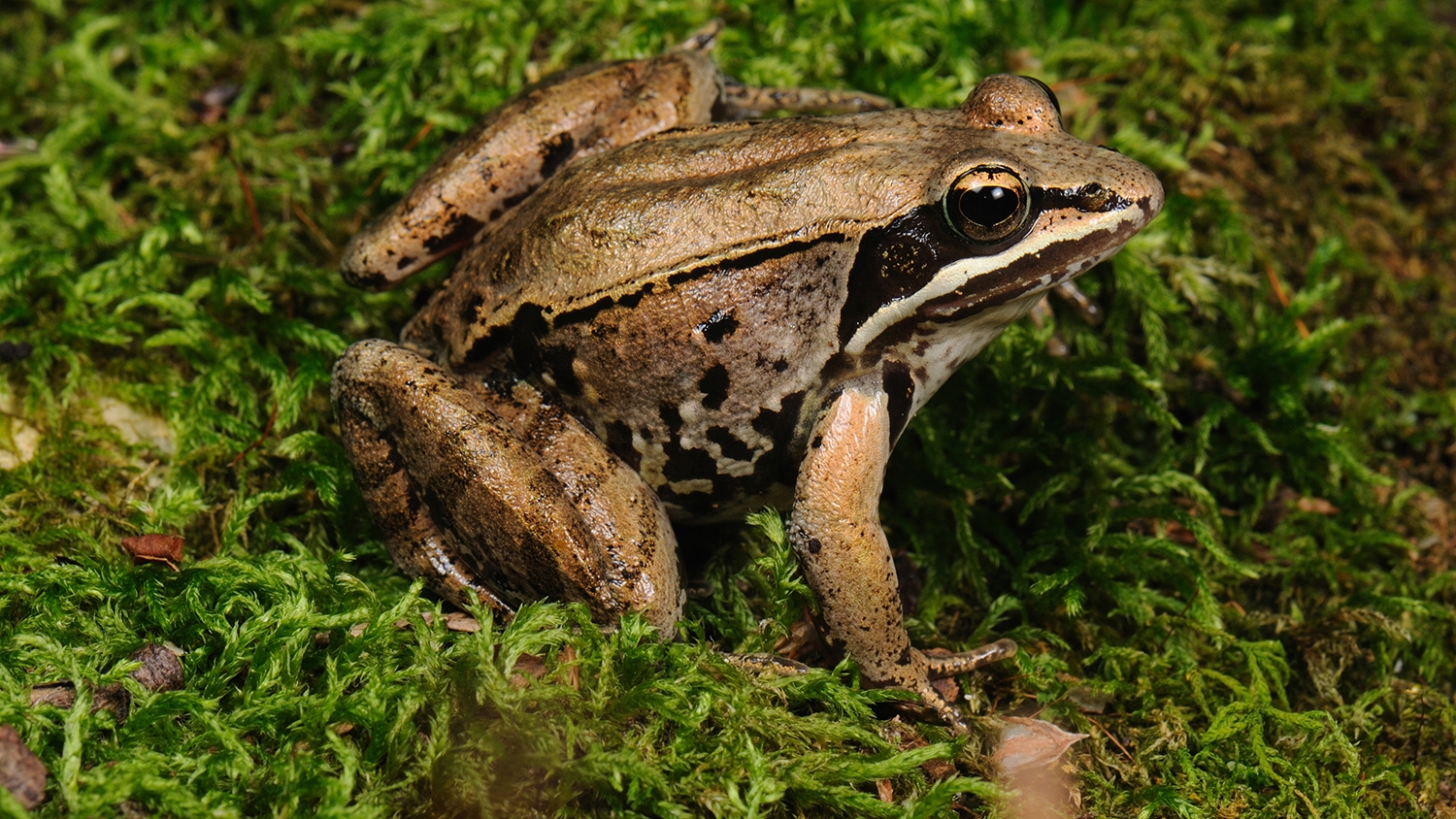 wood frog on mossy mat