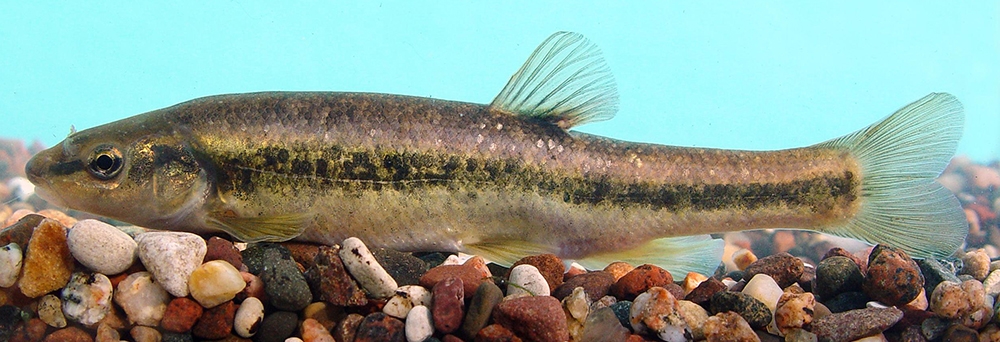 western blacknose dace (Rhinichthys obtusus)