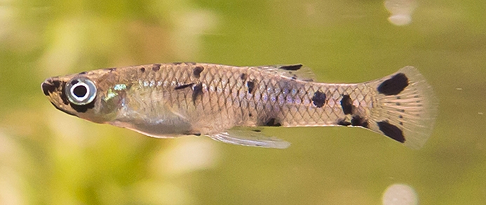 Western Mosquitofish Underwater