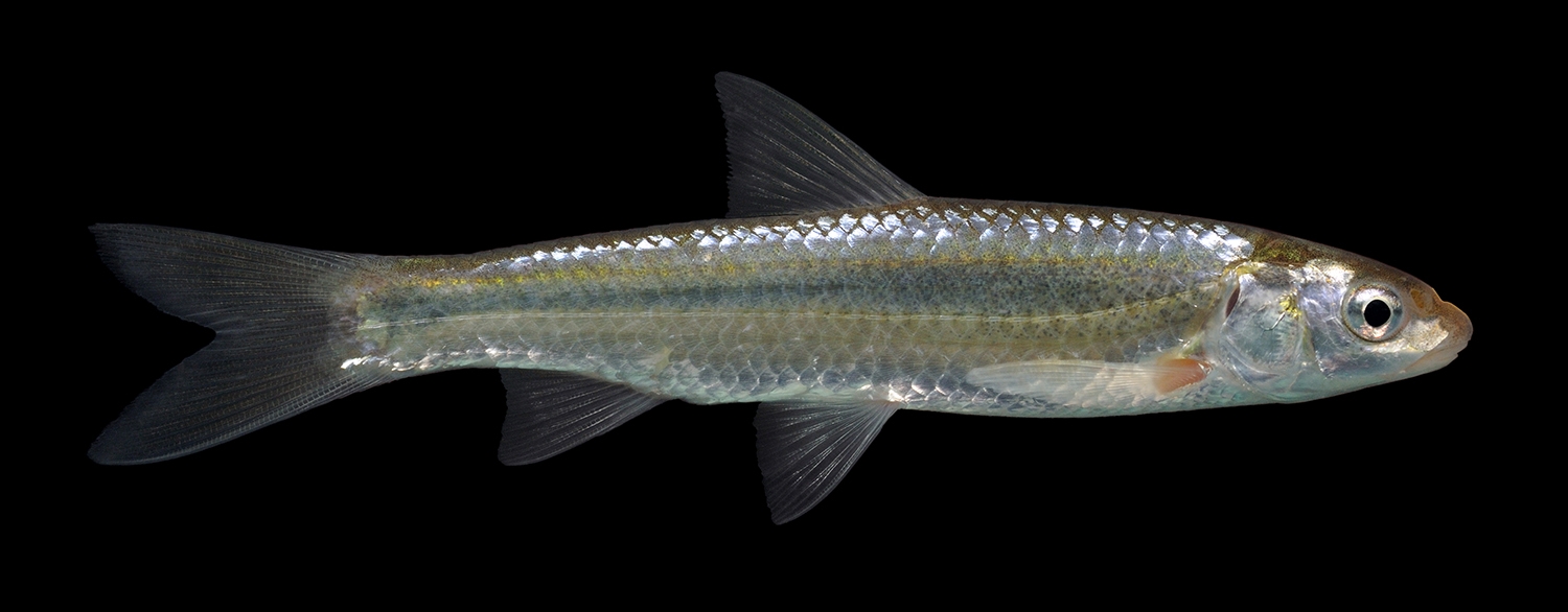 Western Silvery Minnow