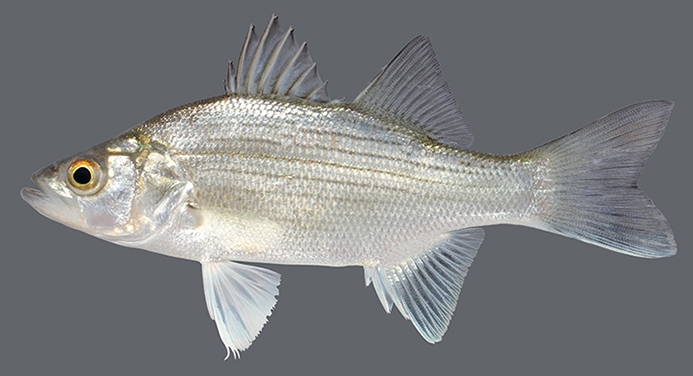 white bass