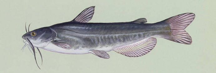 WAFWhiteCatfish-USFWS.jpg