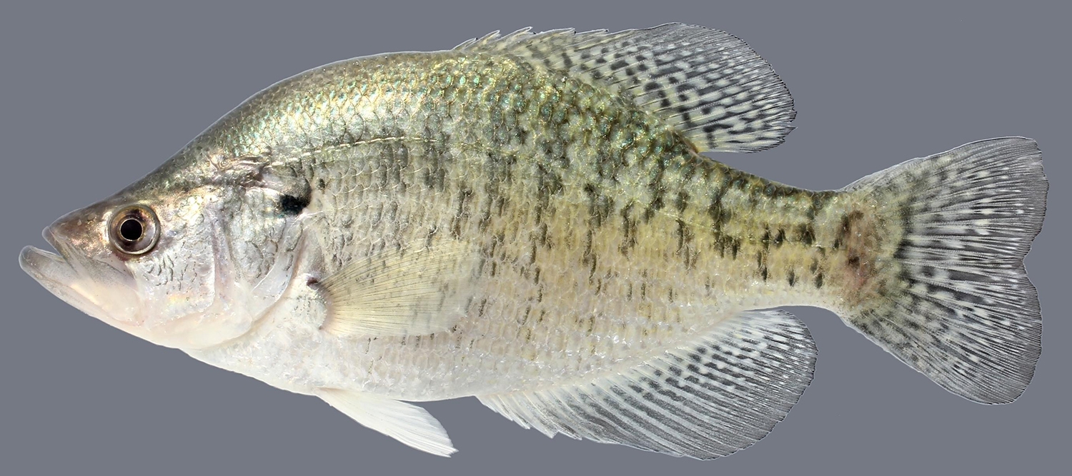 white crappie (Pomoxis annularis)