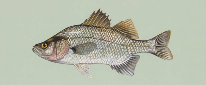 white perch