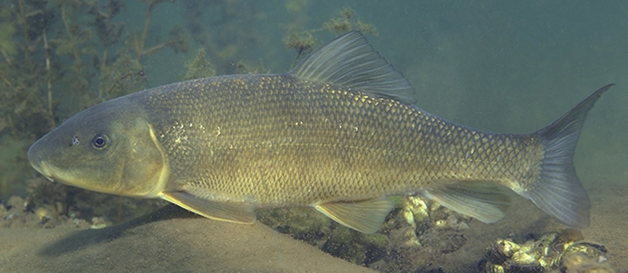 White Sucker Underwater