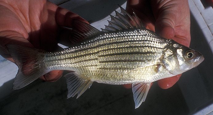 yellow bass