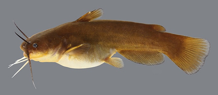 WAFYellowBullhead