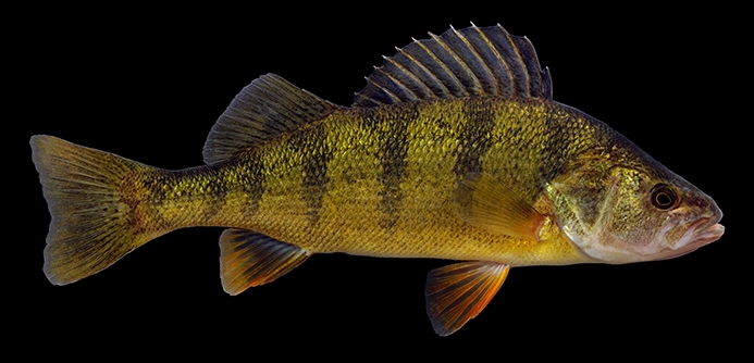 WAFYellowPerch-LM