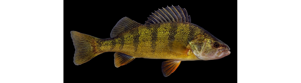 Yellow Perch