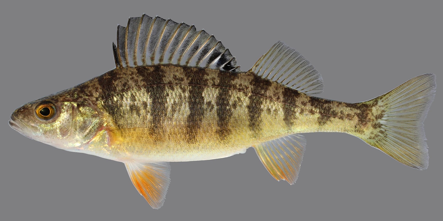 yellow perch