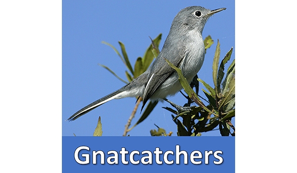 Blue Gray Gnatcatcher Bird Facts  Polioptila caerulea - A-Z Animals