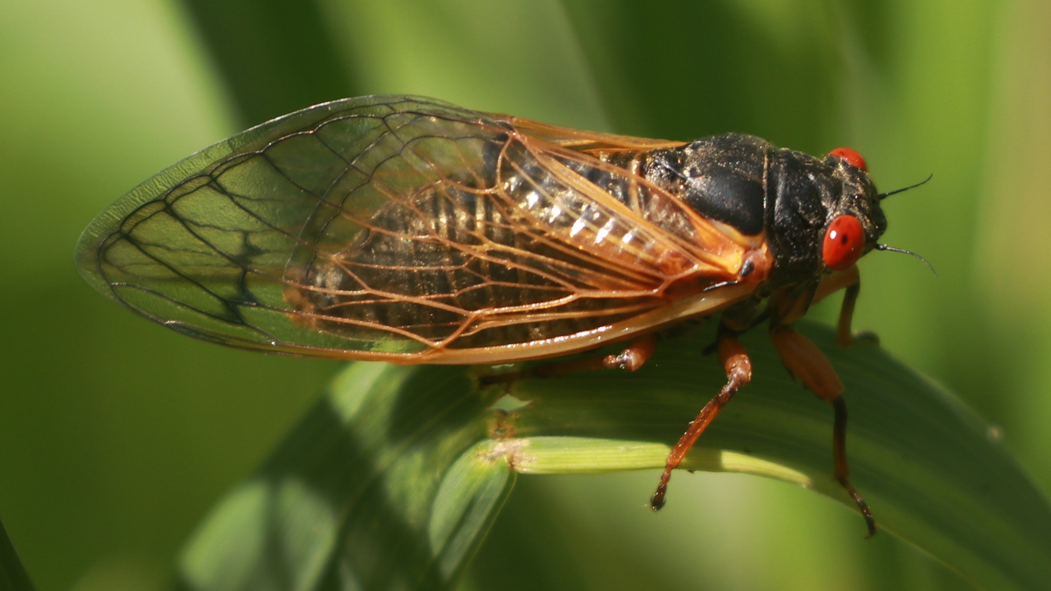2024 Brood XIX cicada
