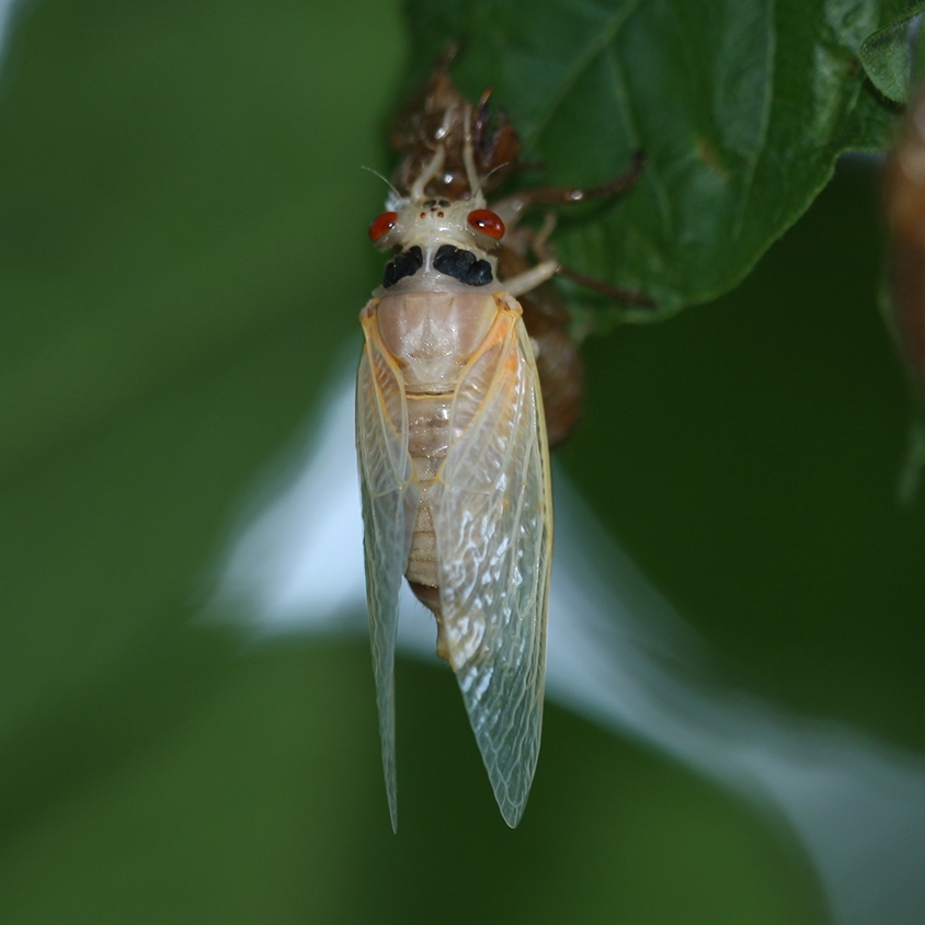 Magiciada sp.