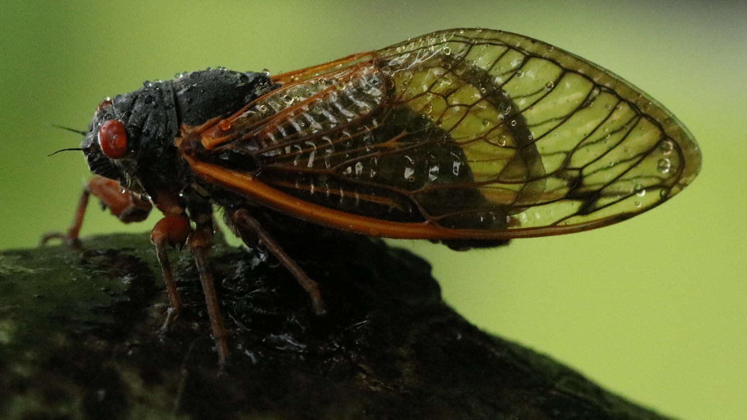 Brood XIII 17-year cicada, 2024