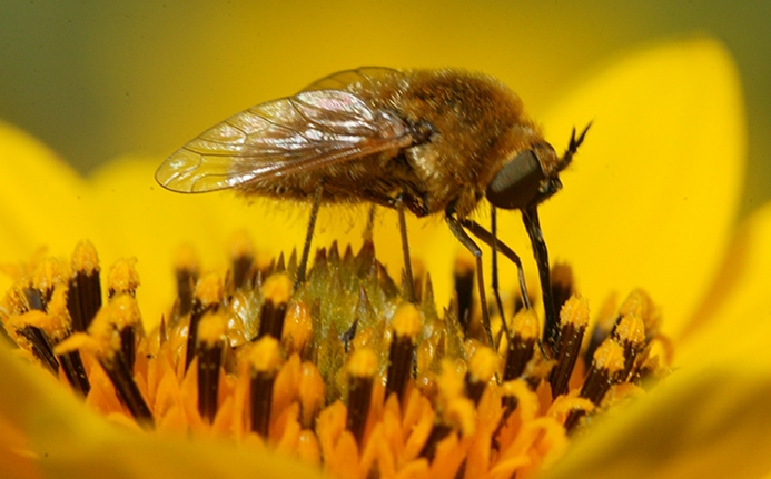 bee fly