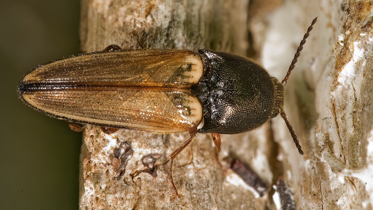 Ampedus nigricollis  CLICK BEETLE