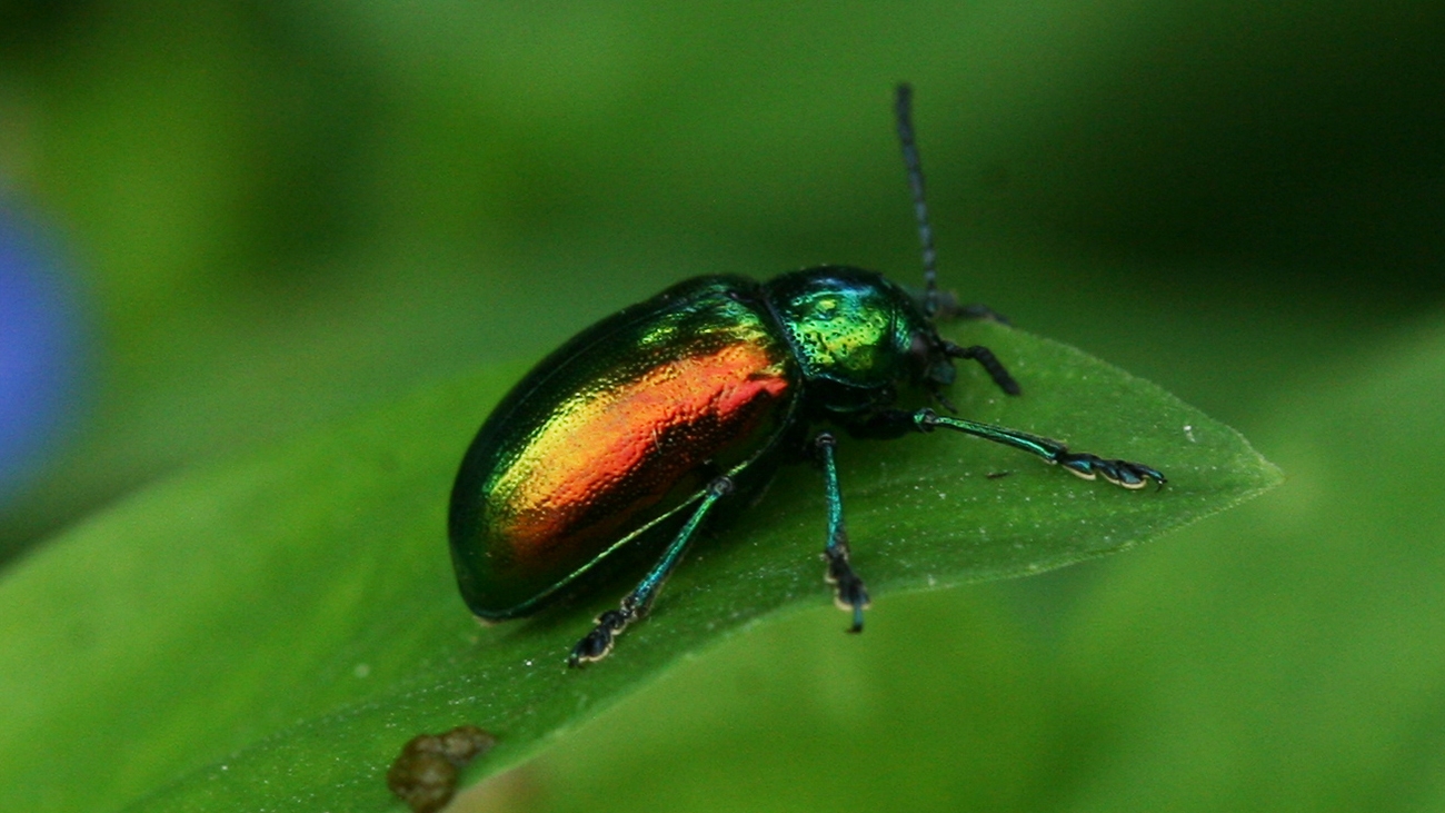dogbane beetle (Chrysochus auratus)