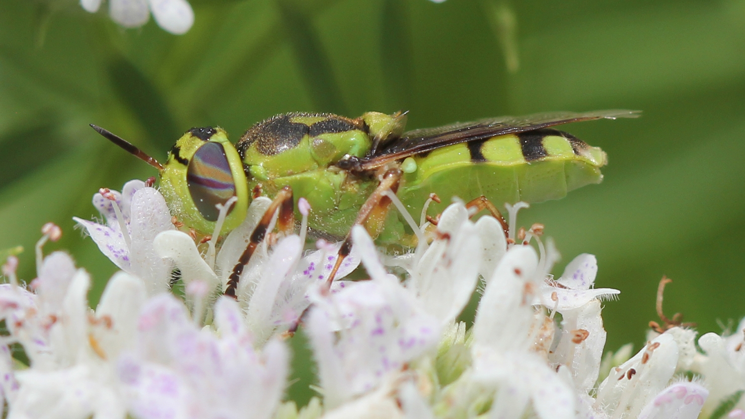 green soldier fly