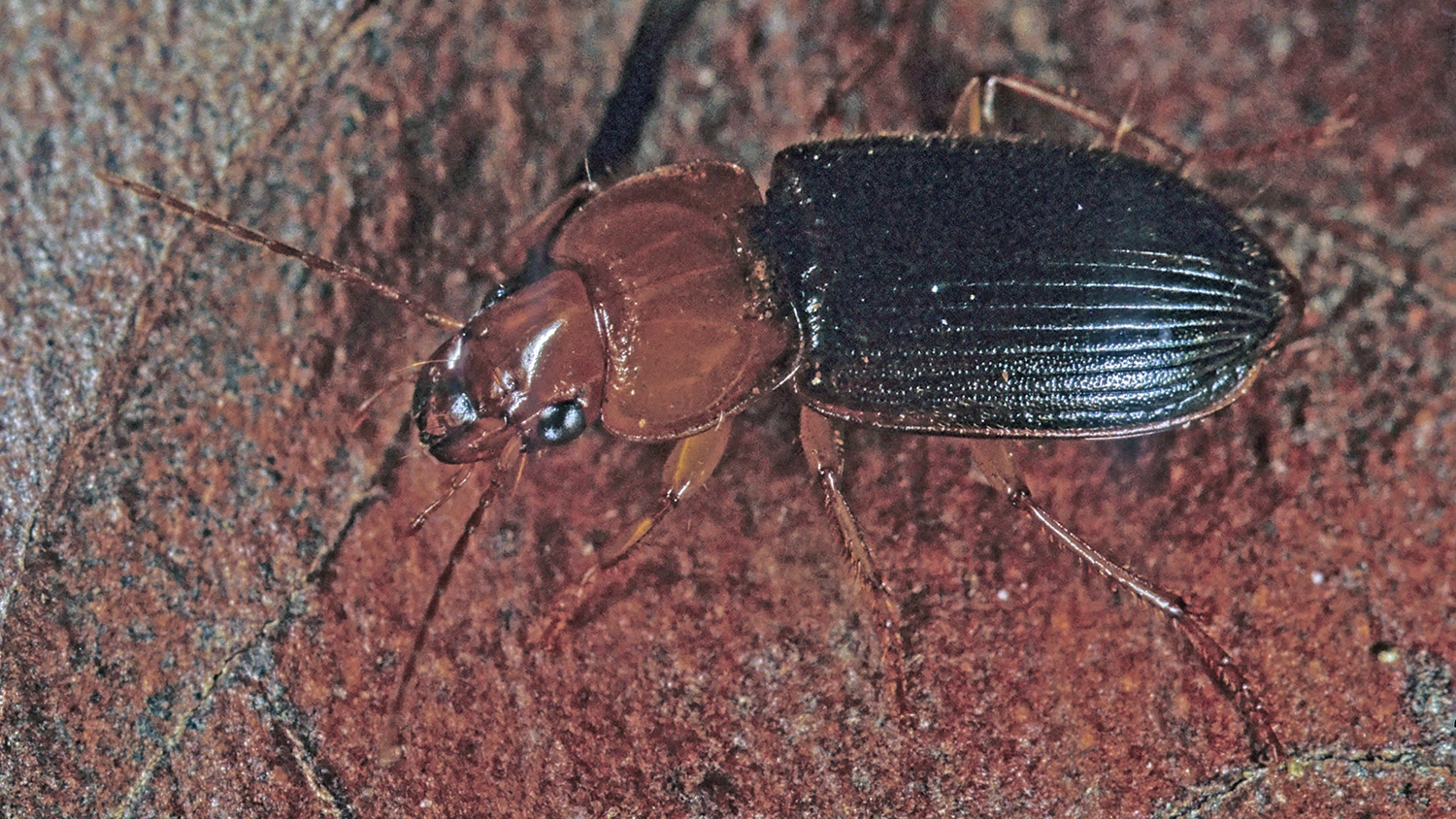 Amphasia interstitialis  HARPALINI GROUND BEETLE