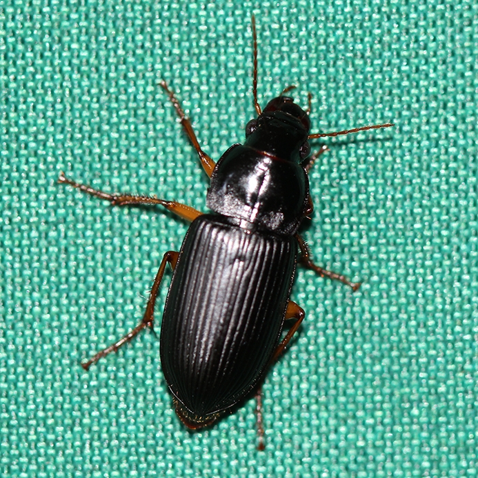 WAIHornedPassalusBeetle.JPG