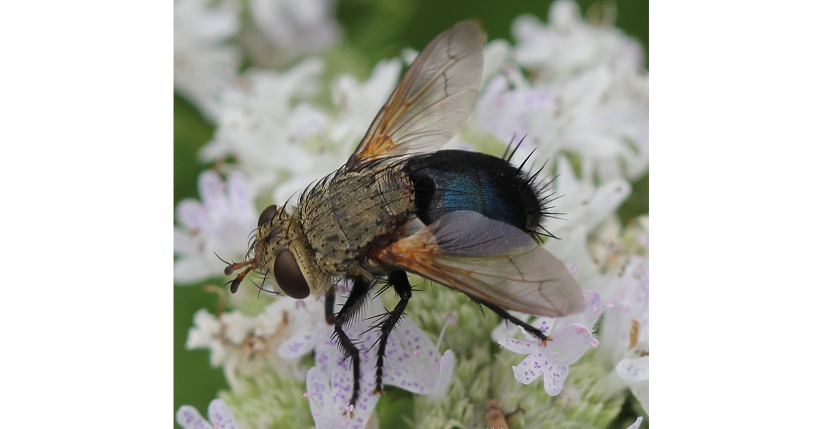 Tachinid fly deals