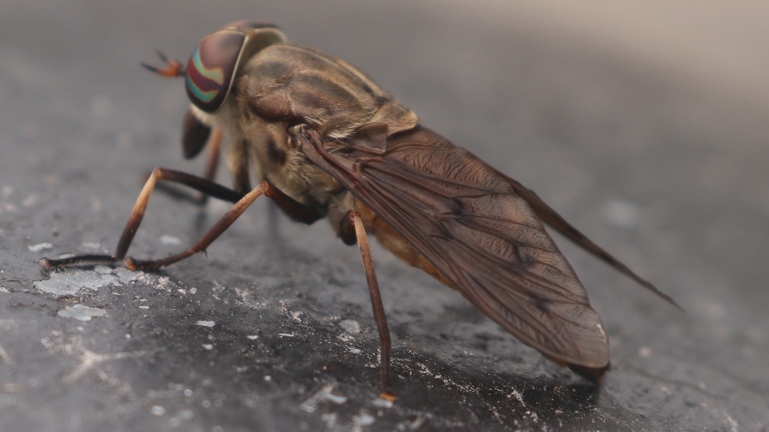 horse fly