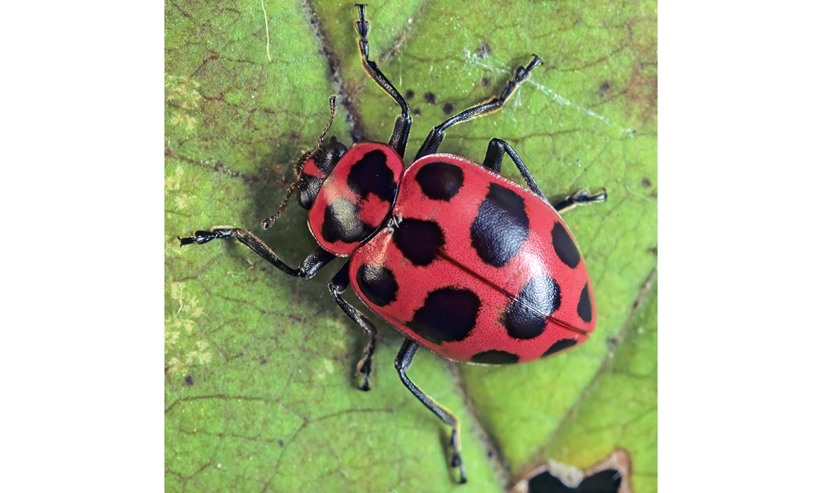 Spotted Lady Beetle