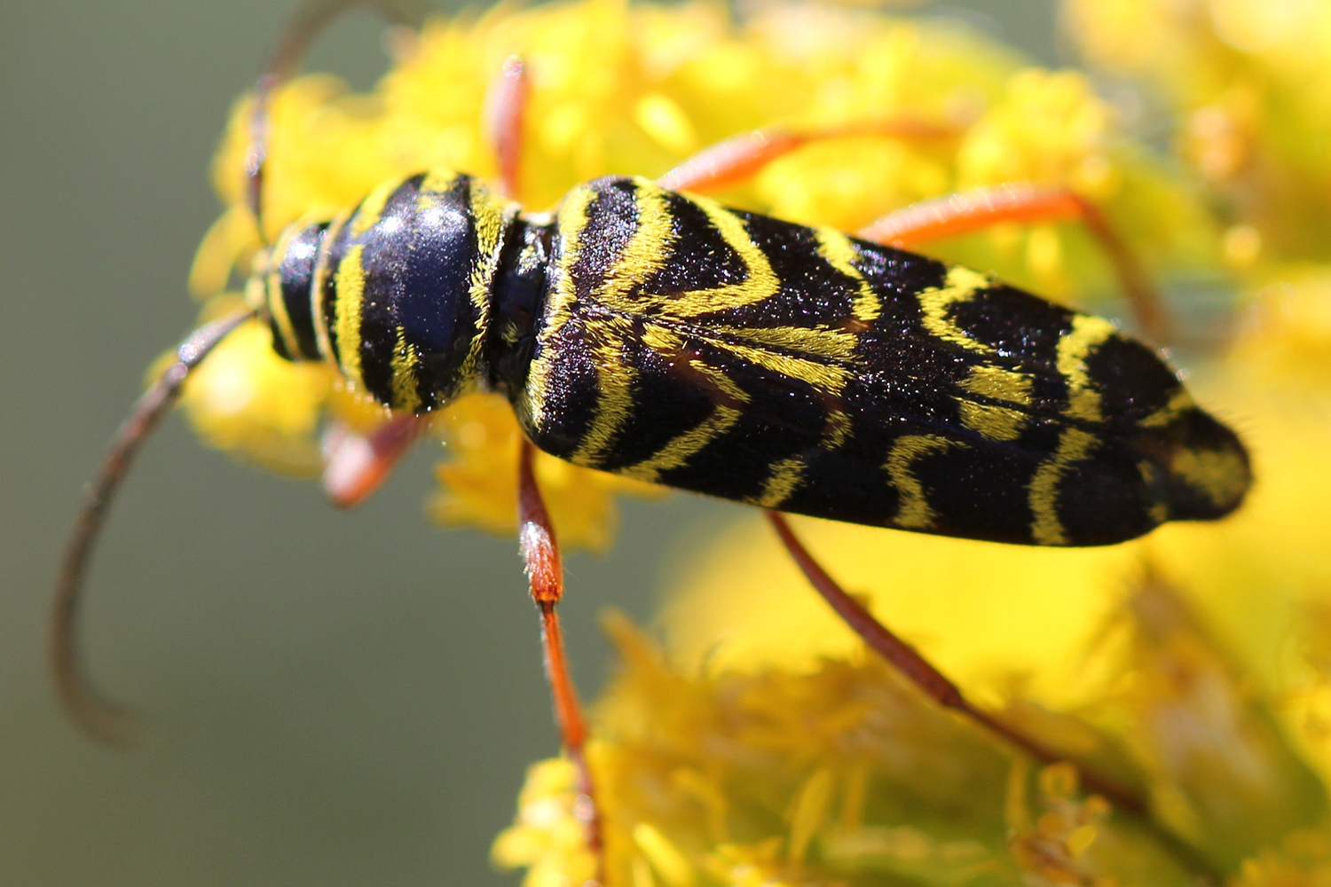 locust borer