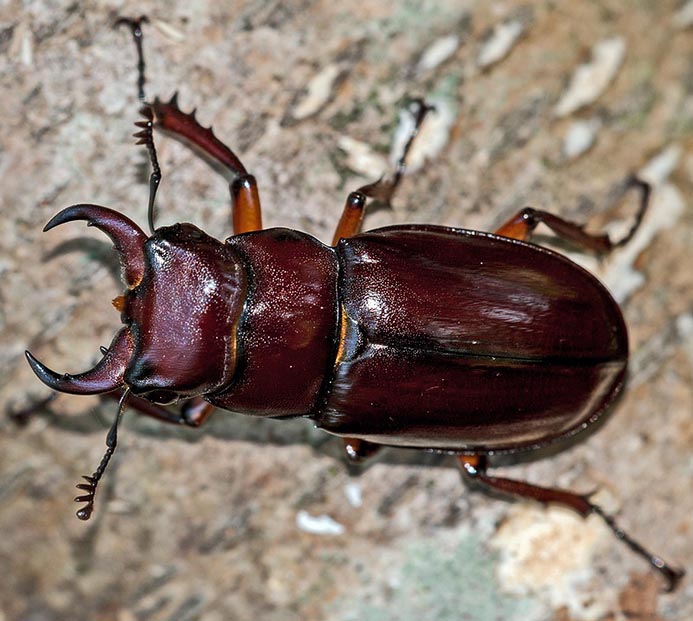 stag beetle