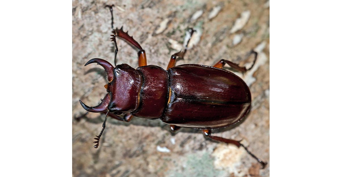 how big are stag beetles