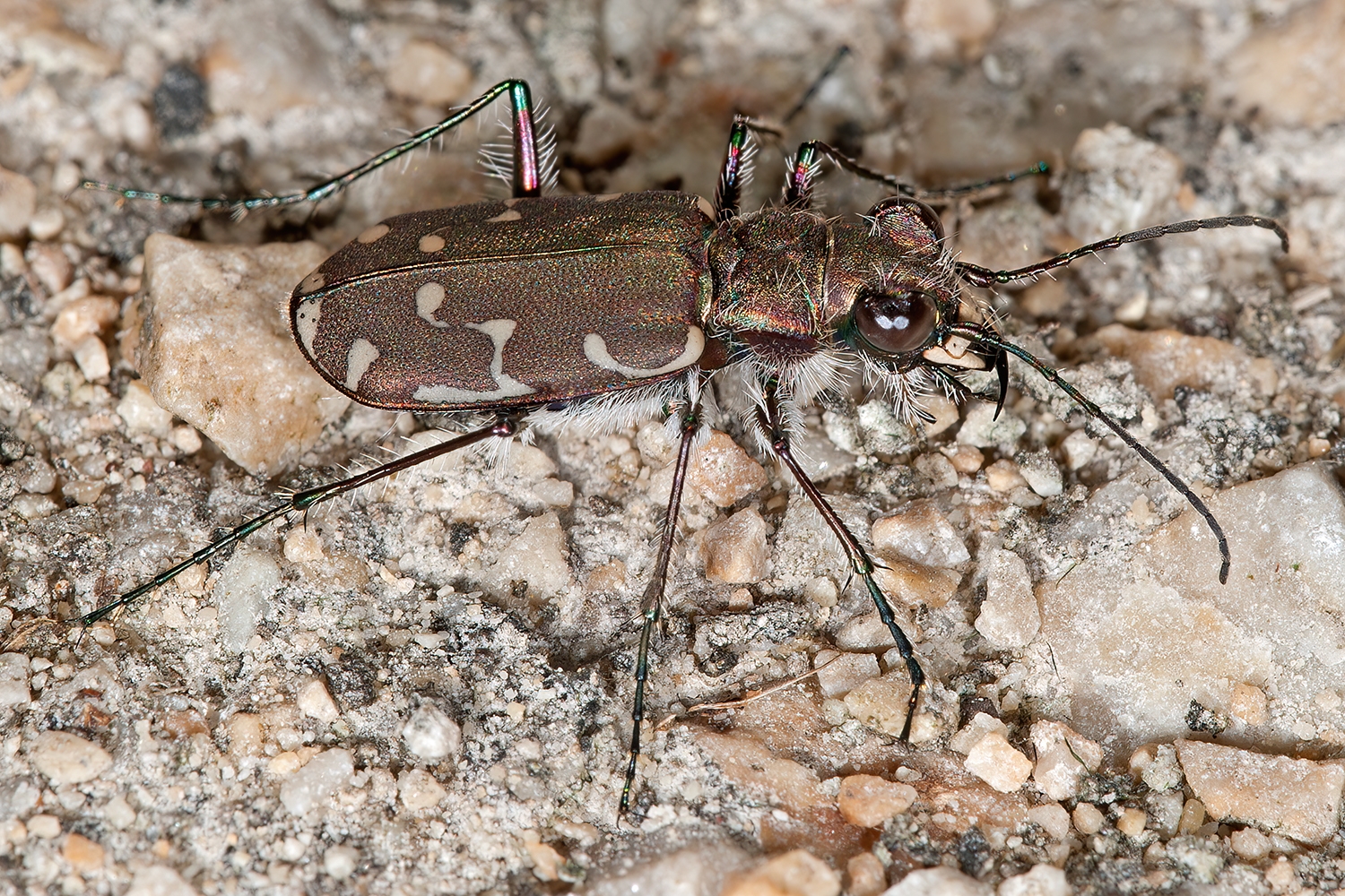 Cicindela duodecimguttata  12-SPOTTED TIGER BEETLE