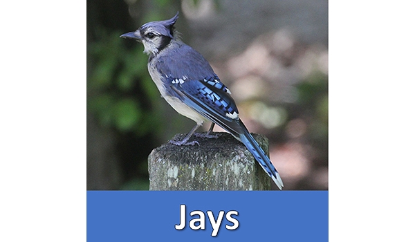 Blue Jay - Wild Birds