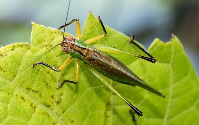 WAKDBlackleggedMeadowKatydidFemale-MKR.jpg