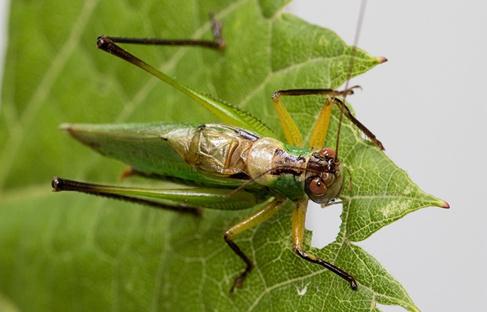 WAKDBlackleggedMeadowKatydidMale-MKR.jpg