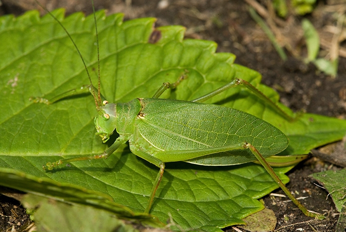 WAKDCommonTrueKatydidFemale-MKR.jpg