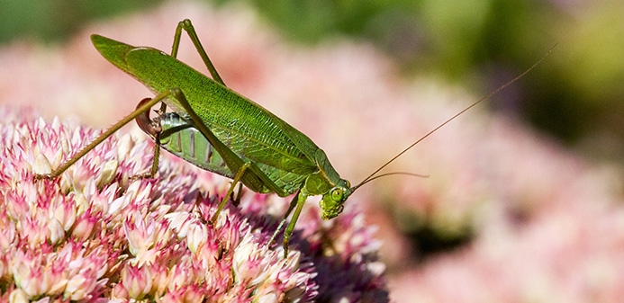 WAKDForktailedBushKatydidFemale-MKR.jpg