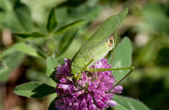 WAKDForktailedBushKatydidMale-MKR.jpg