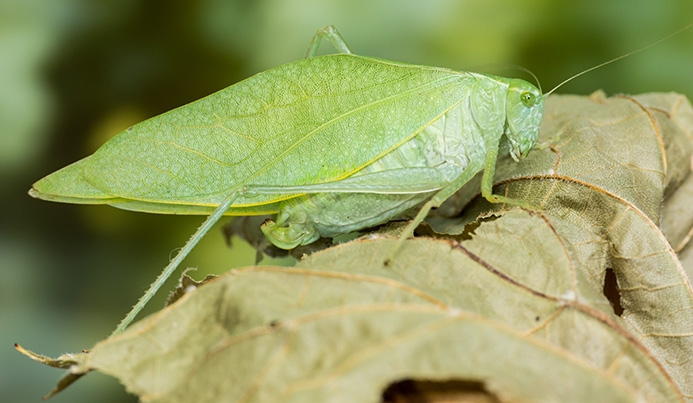 WAKDGreaterAnglewingKatydidFemale-MKR.jpg