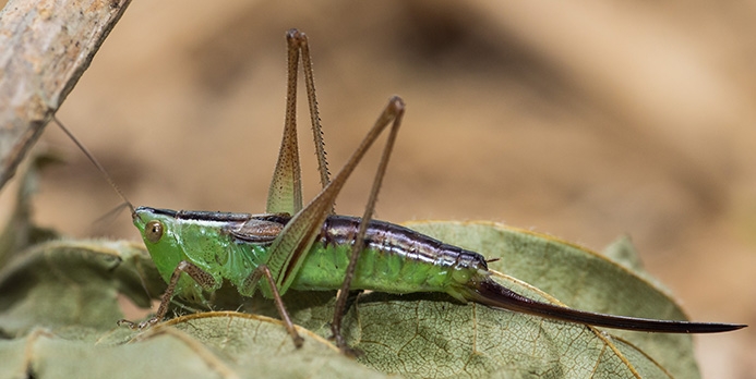 WAKDPrairieMeadowKatydidFemale-MKR.jpg