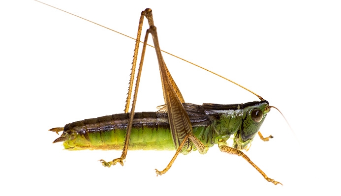 WAKDPrairieMeadowKatydidMale-MKR.jpg