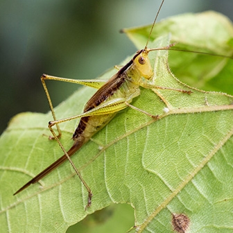 WAKDShortwingedMeadowKatydidFemale-MKR.jpg