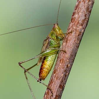 WAKDShortwingedMeadowKatydidMale-MKR.jpg