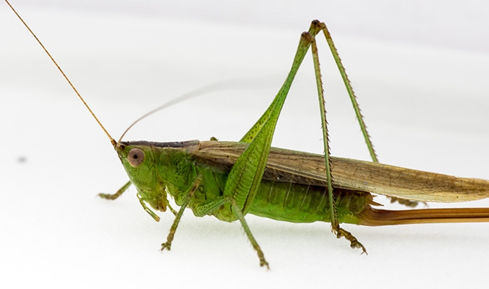 WAKDSlenderMeadowKatydid-MKR.jpg