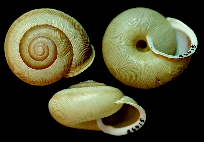 WALSBroadbandedForestsnail-MC.jpg