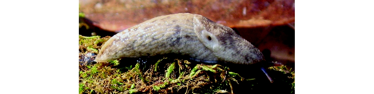 Wild About Illinois Land Snails and Slugs!