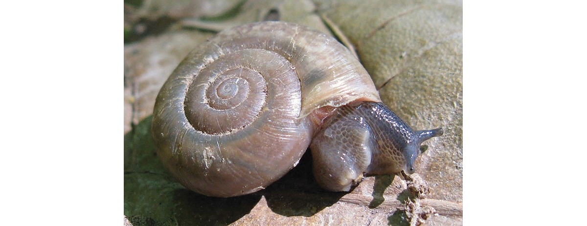 Wild About Illinois Land Snails and Slugs!