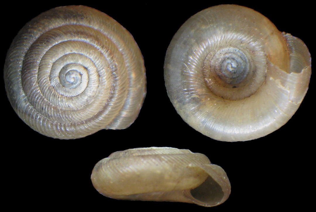 Iowa Pleistocene snail top, bottom and side view