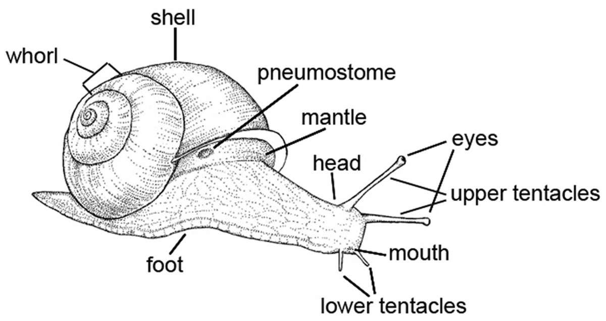 Wild About Illinois Land Snails and Slugs!